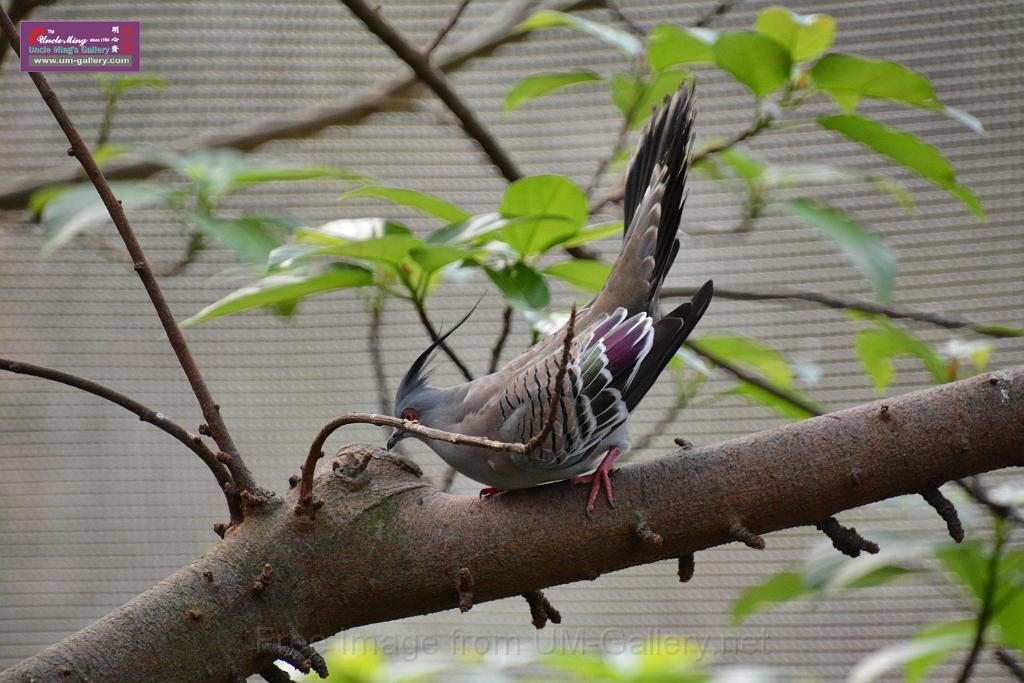 20190303bird-hk-parkDSC_3203.JPG