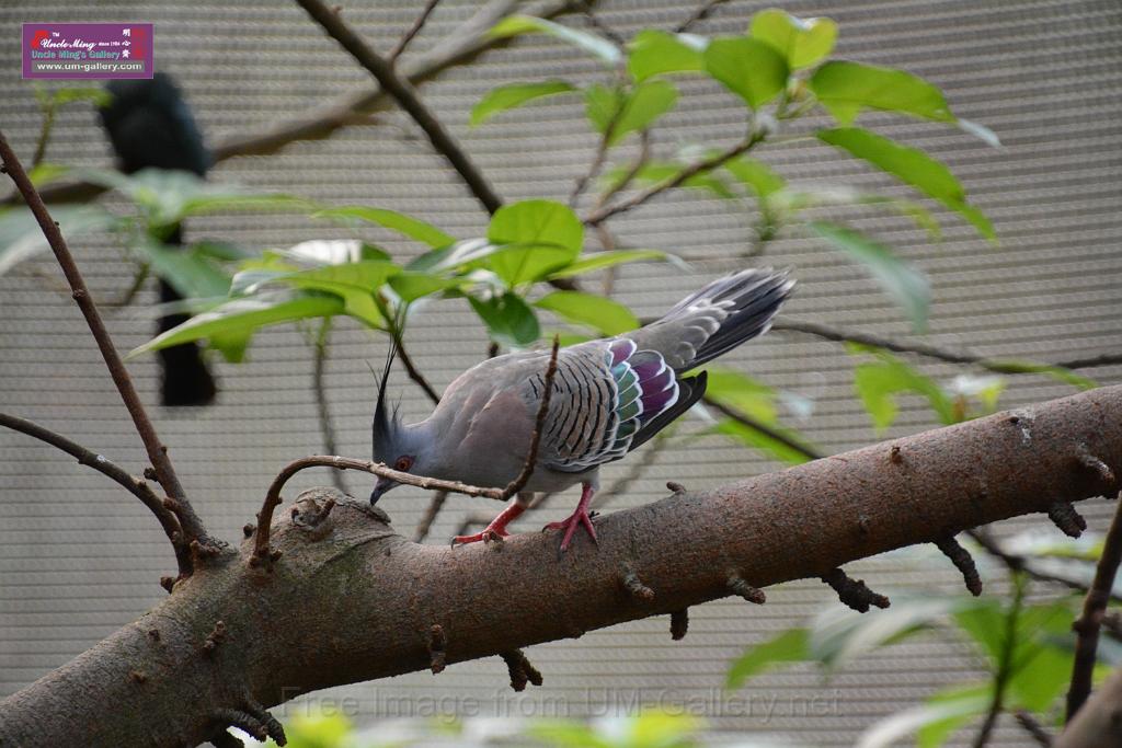 20190303bird-hk-parkDSC_3204.JPG