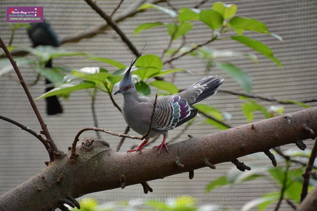 20190303bird-hk-parkDSC_3205.JPG