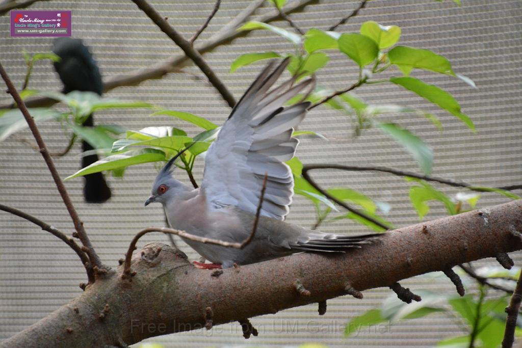 20190303bird-hk-parkDSC_3210.JPG