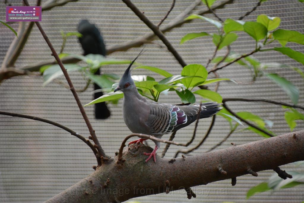 20190303bird-hk-parkDSC_3211.JPG