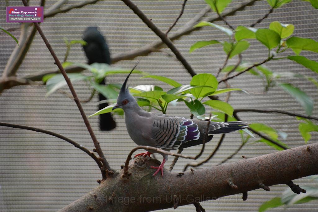 20190303bird-hk-parkDSC_3212.JPG