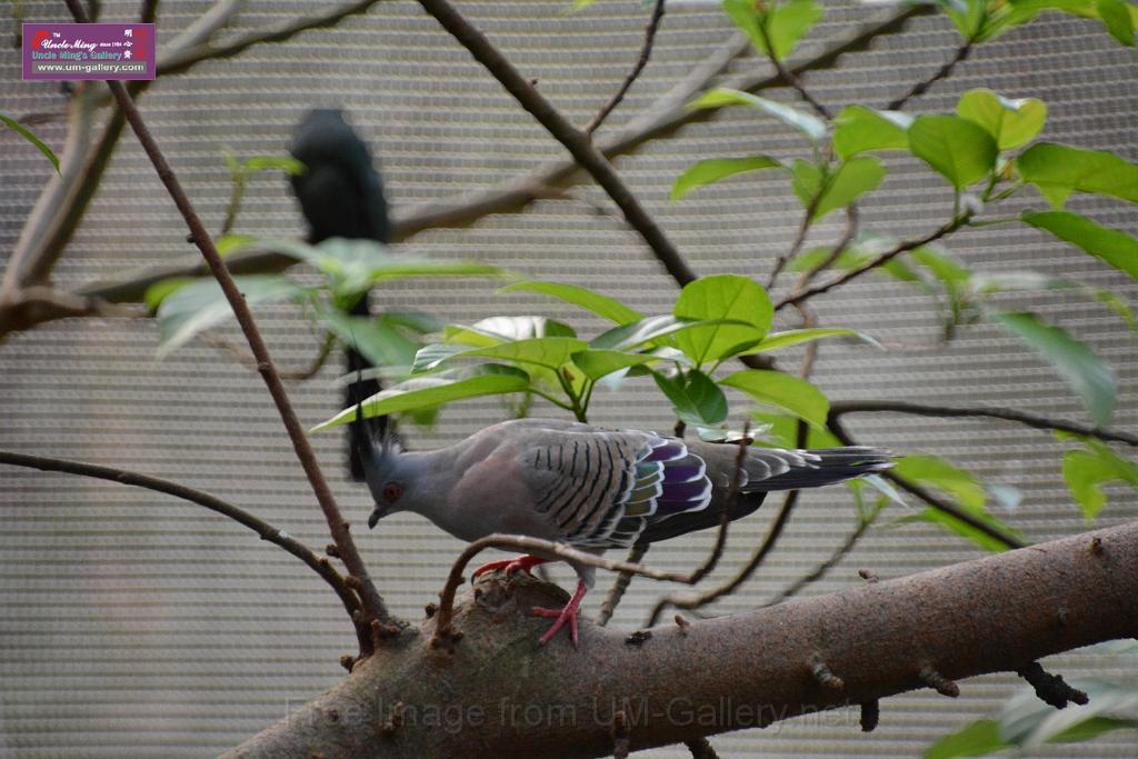 20190303bird-hk-parkDSC_3213.JPG