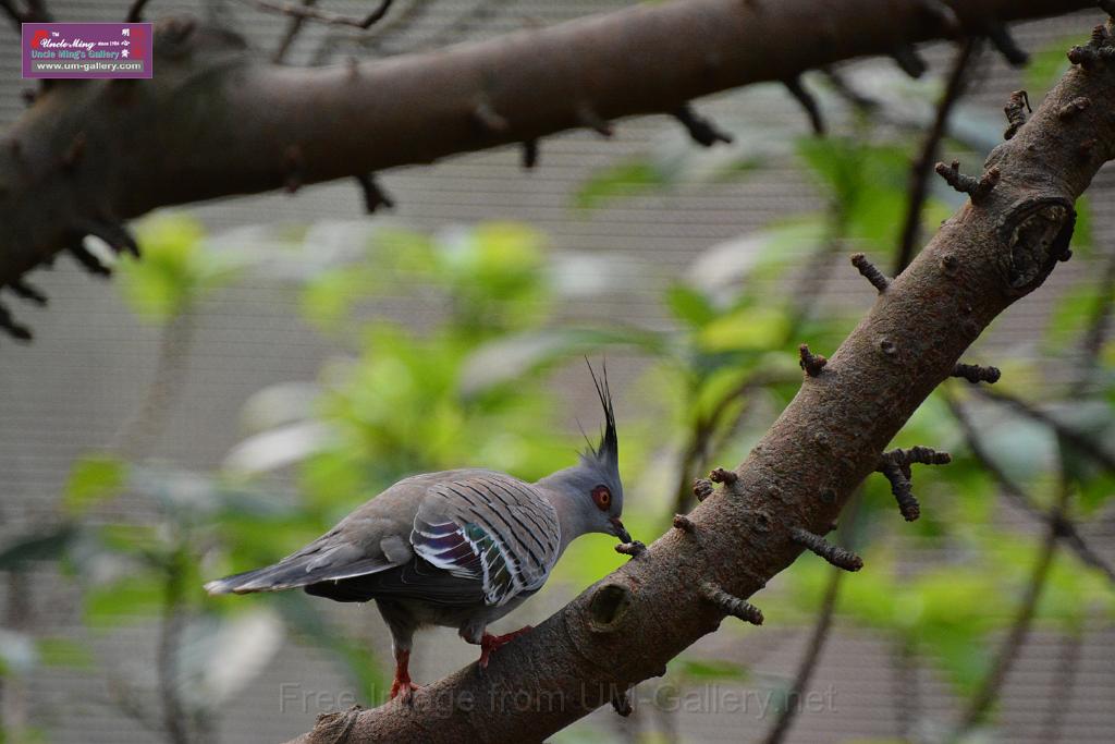 20190303bird-hk-parkDSC_3215.JPG