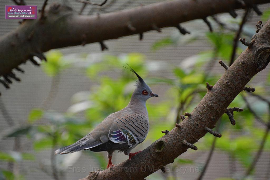 20190303bird-hk-parkDSC_3216.JPG