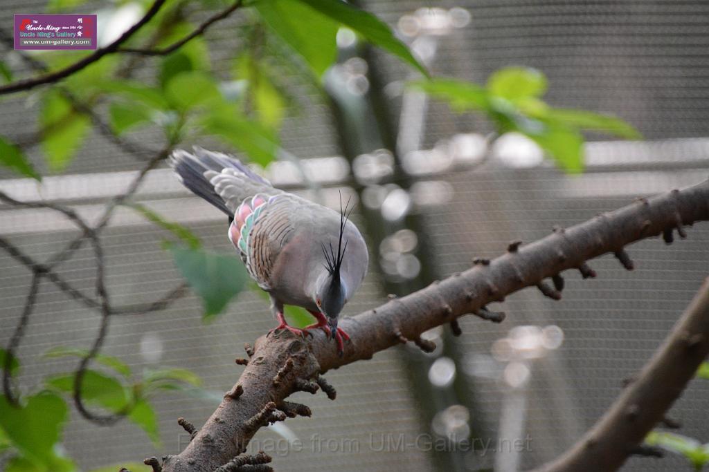 20190303bird-hk-parkDSC_3218.JPG