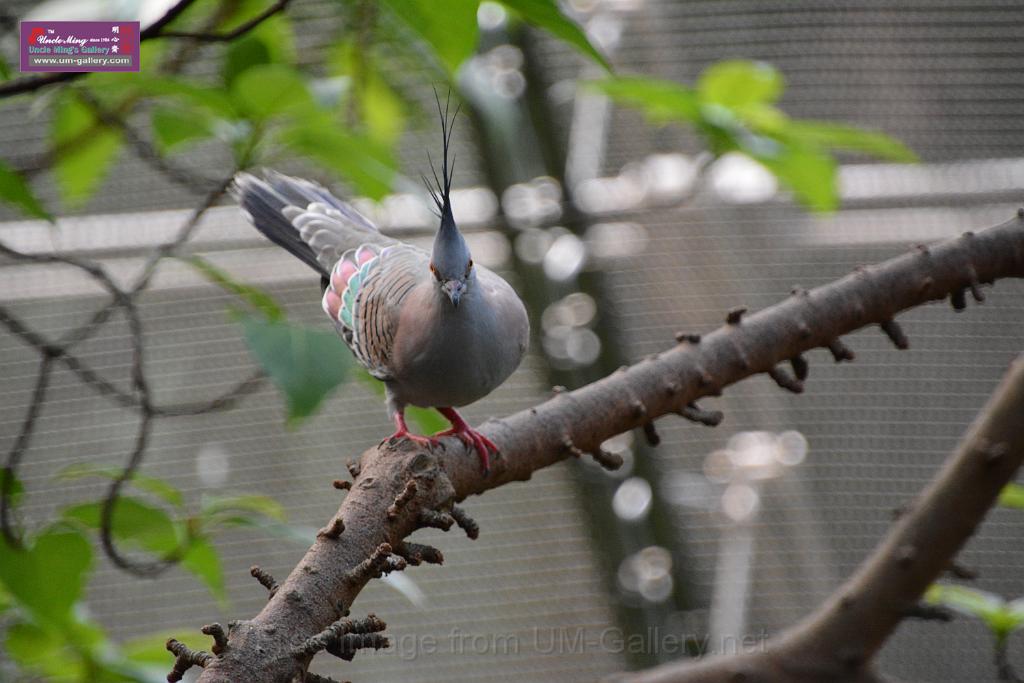 20190303bird-hk-parkDSC_3219.JPG