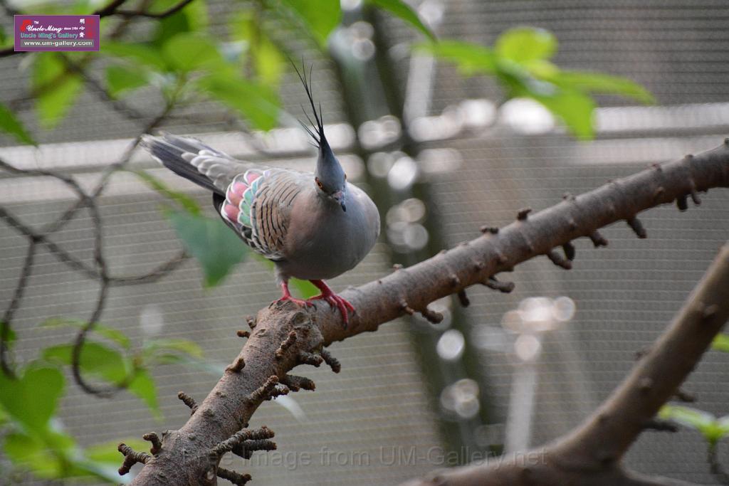 20190303bird-hk-parkDSC_3220.JPG