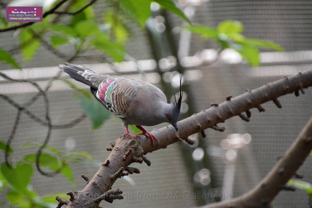 20190303bird-hk-parkDSC_3221.JPG