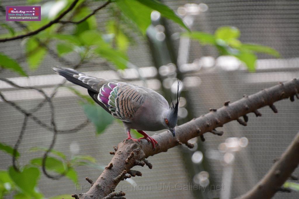 20190303bird-hk-parkDSC_3223.JPG