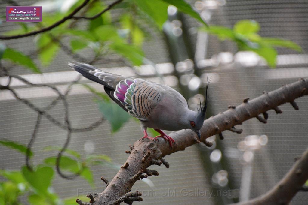 20190303bird-hk-parkDSC_3224.JPG