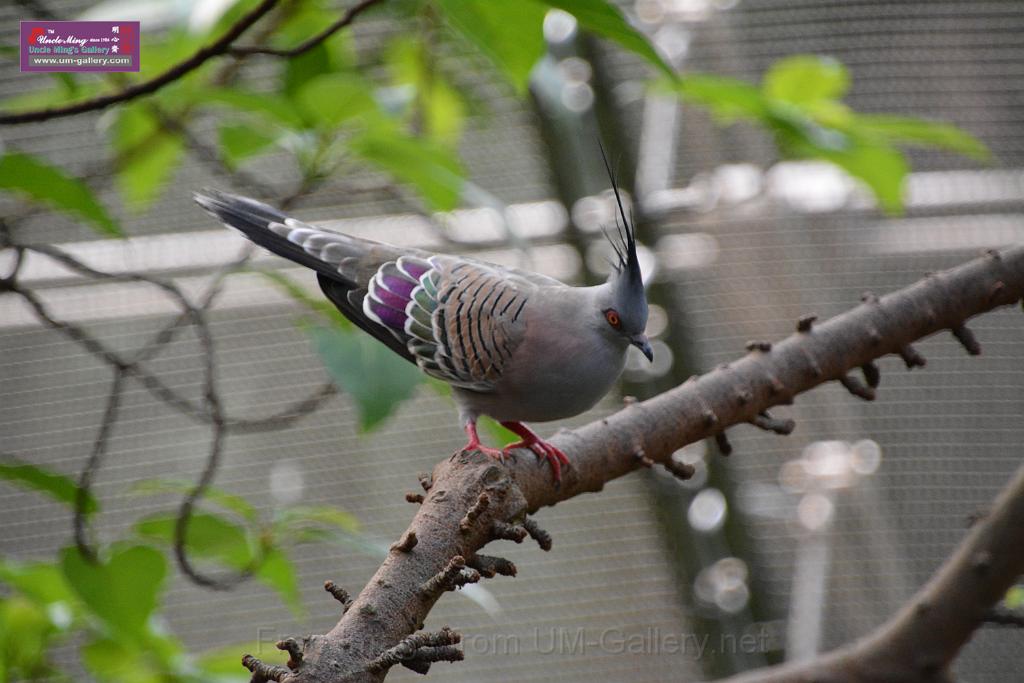 20190303bird-hk-parkDSC_3225.JPG