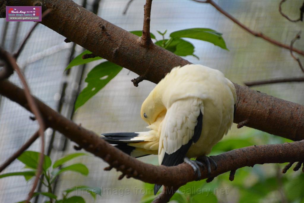 20190303bird-hk-parkDSC_3234.JPG