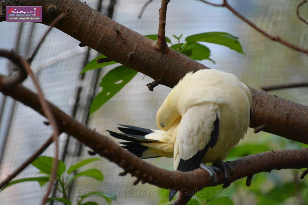 20190303bird-hk-parkDSC_3235.JPG