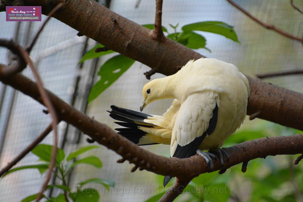 20190303bird-hk-parkDSC_3236.JPG