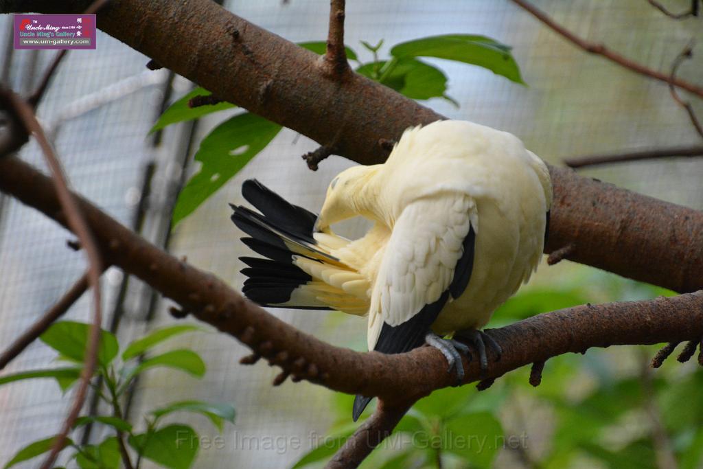 20190303bird-hk-parkDSC_3237.JPG