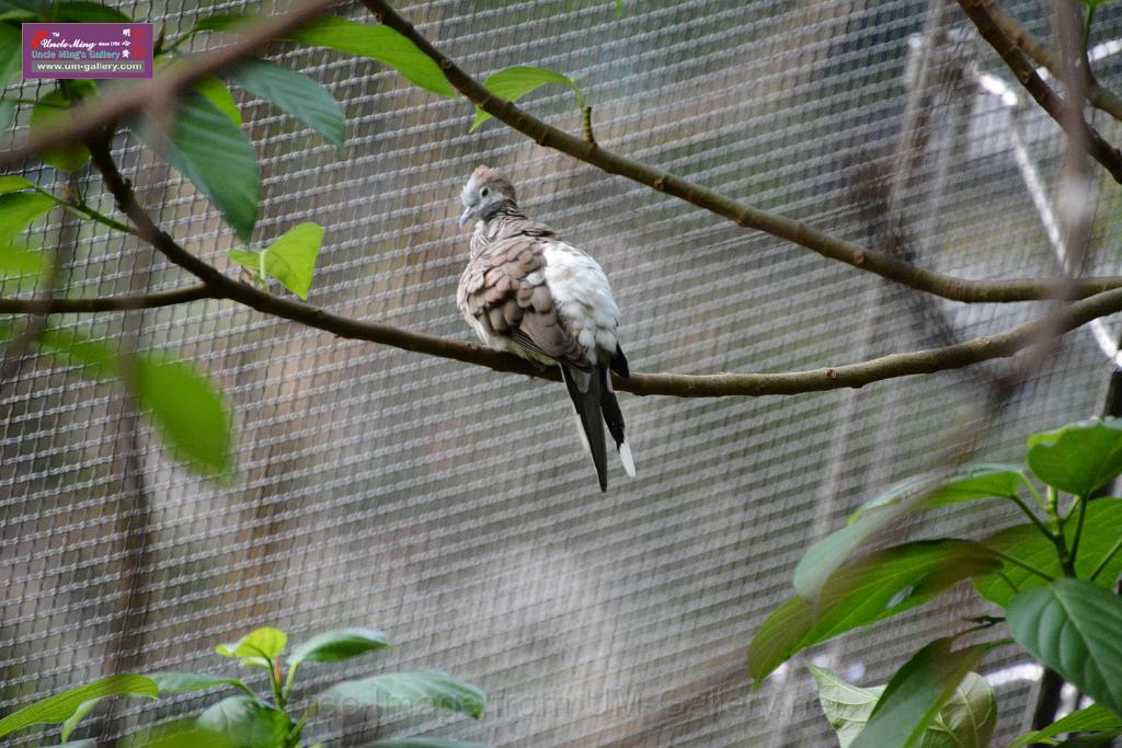 20190303bird-hk-parkDSC_3238.JPG