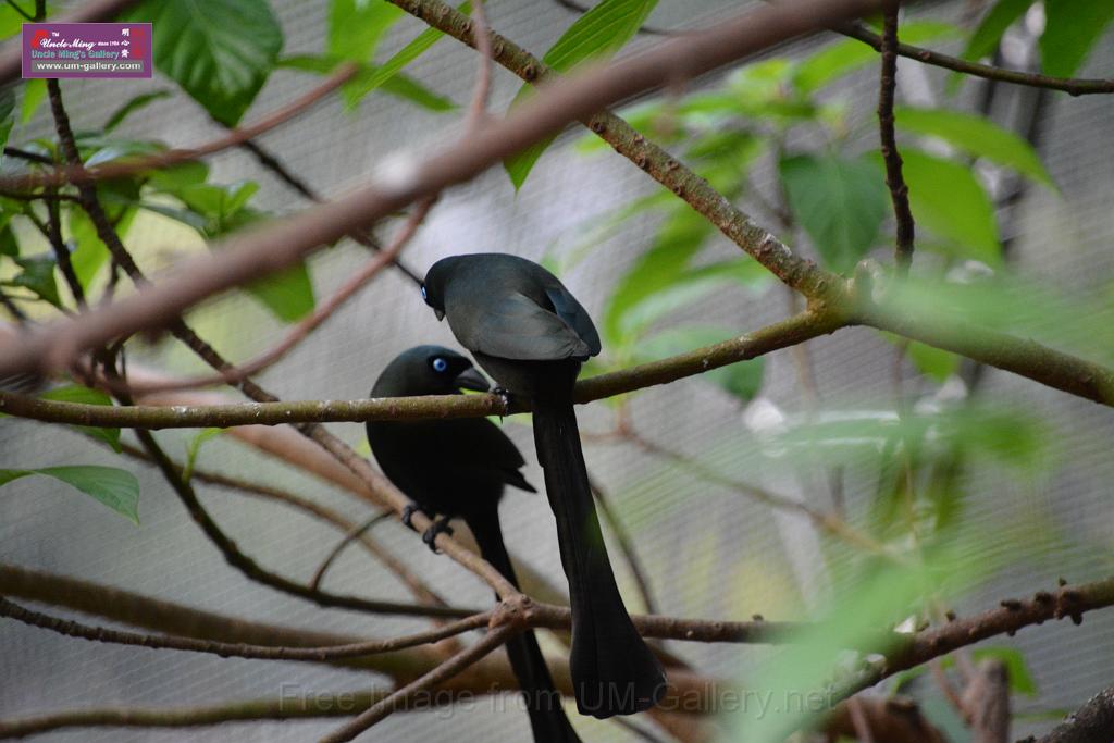 20190303bird-hk-parkDSC_3240.JPG