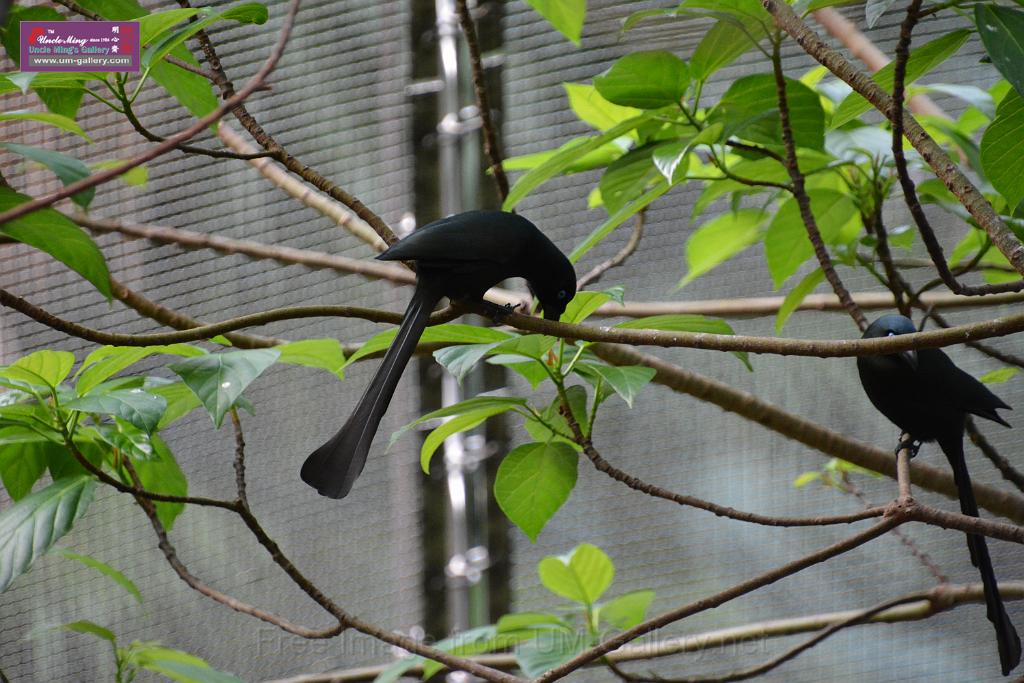 20190303bird-hk-parkDSC_3242.JPG