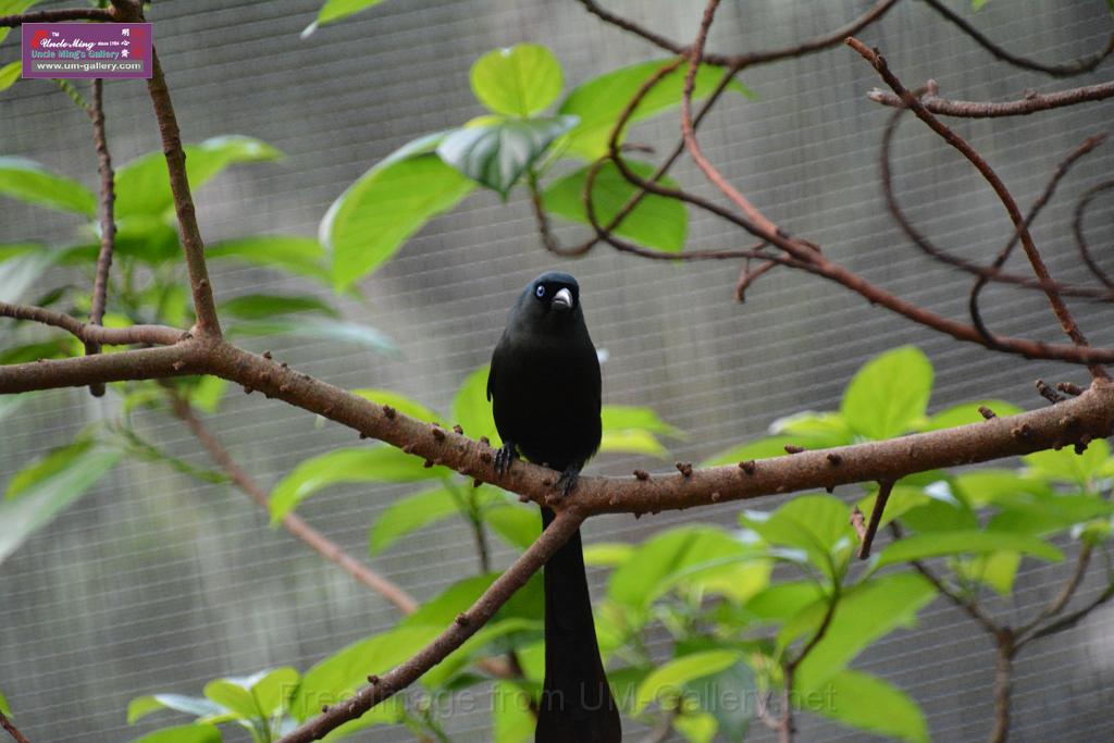 20190303bird-hk-parkDSC_3248.JPG