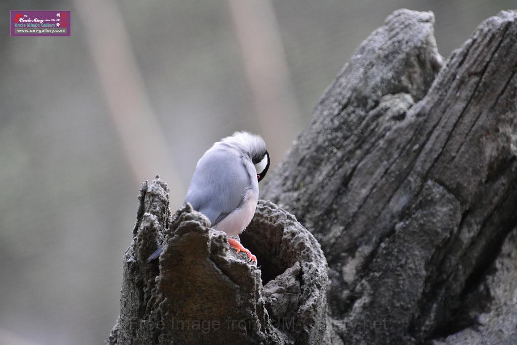 20190303bird-hk-parkDSC_3249.JPG