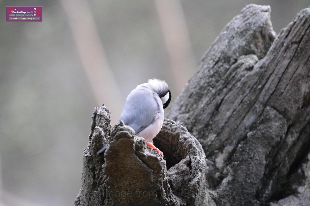 20190303bird-hk-parkDSC_3250.JPG