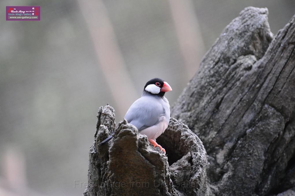 20190303bird-hk-parkDSC_3251.JPG