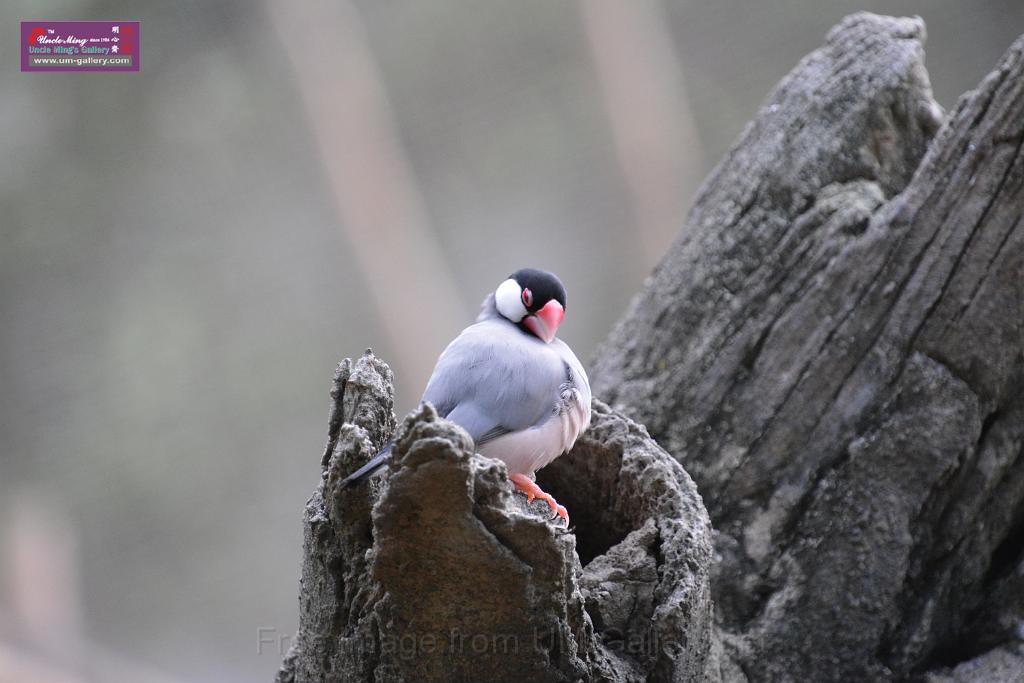 20190303bird-hk-parkDSC_3252.JPG