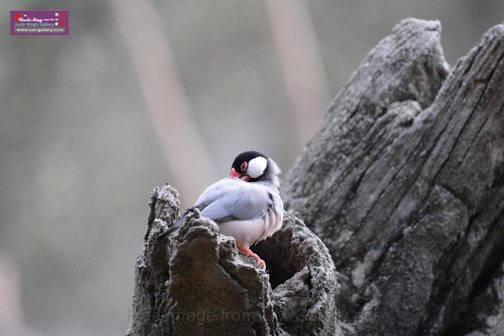 20190303bird-hk-parkDSC_3253.JPG