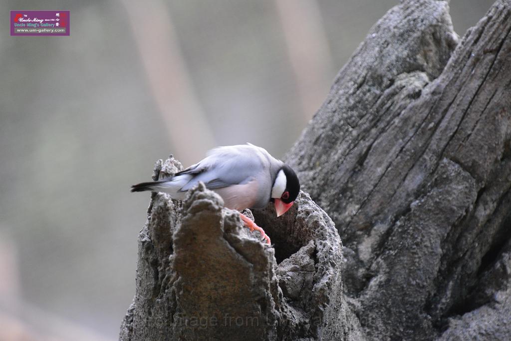 20190303bird-hk-parkDSC_3254.JPG