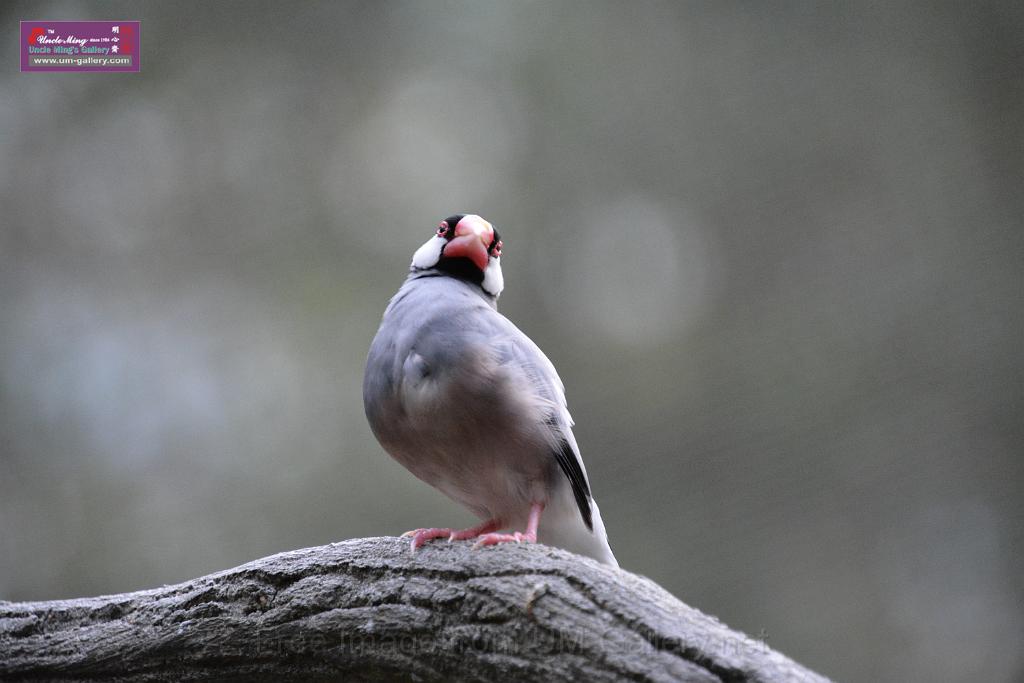 20190303bird-hk-parkDSC_3257.JPG