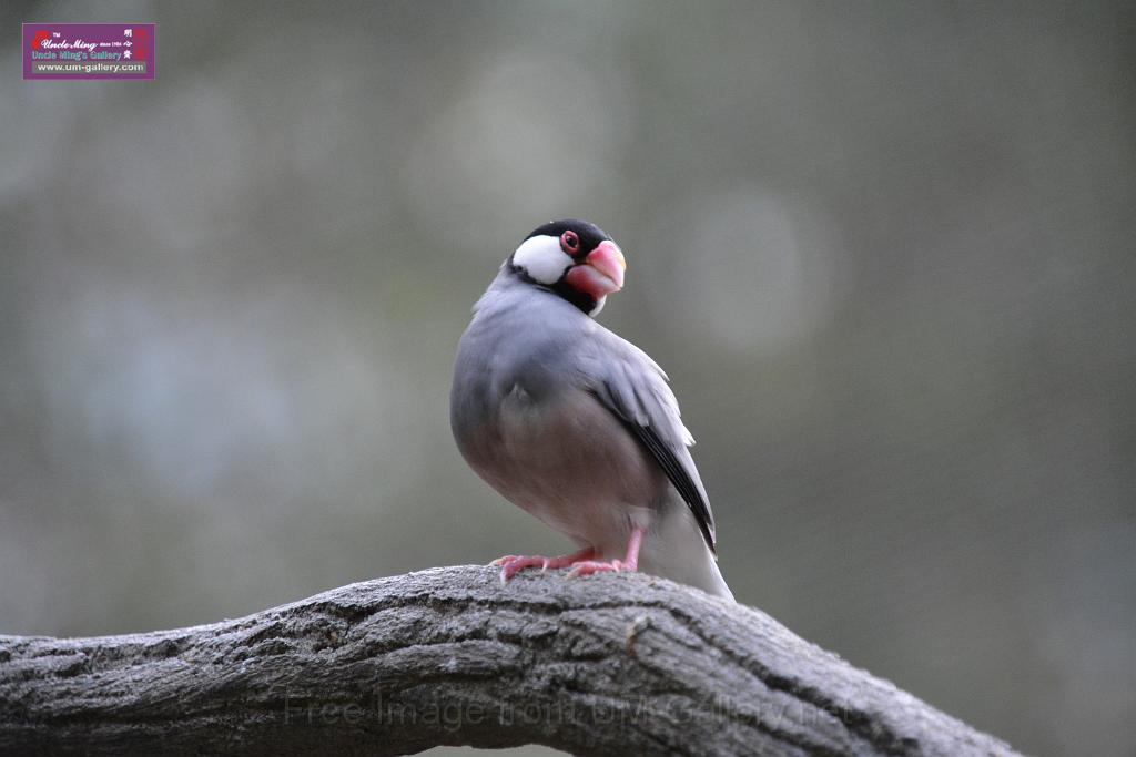 20190303bird-hk-parkDSC_3258.JPG