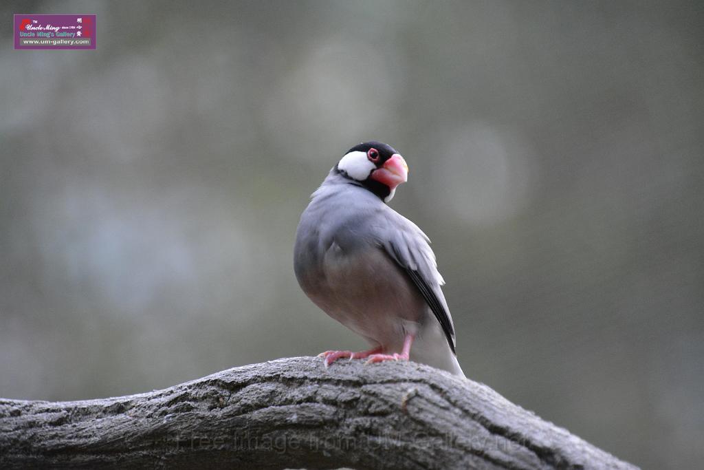 20190303bird-hk-parkDSC_3259.JPG