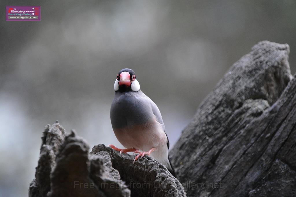 20190303bird-hk-parkDSC_3260.JPG