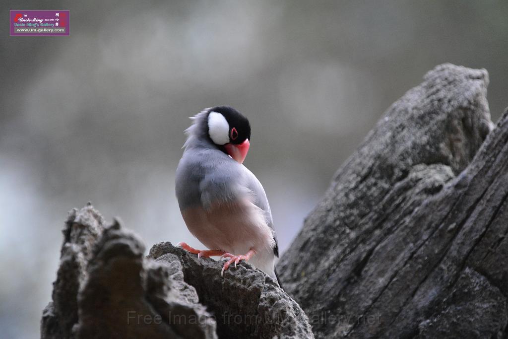 20190303bird-hk-parkDSC_3261.JPG