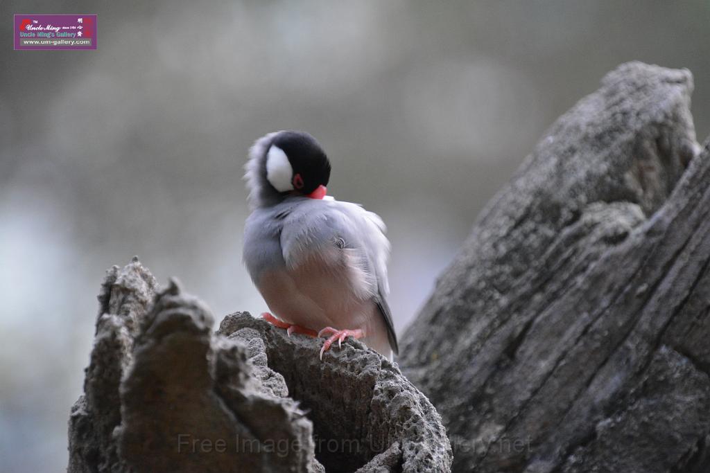 20190303bird-hk-parkDSC_3262.JPG