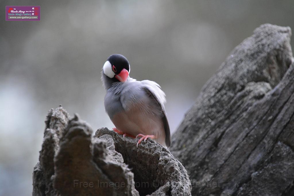 20190303bird-hk-parkDSC_3263.JPG