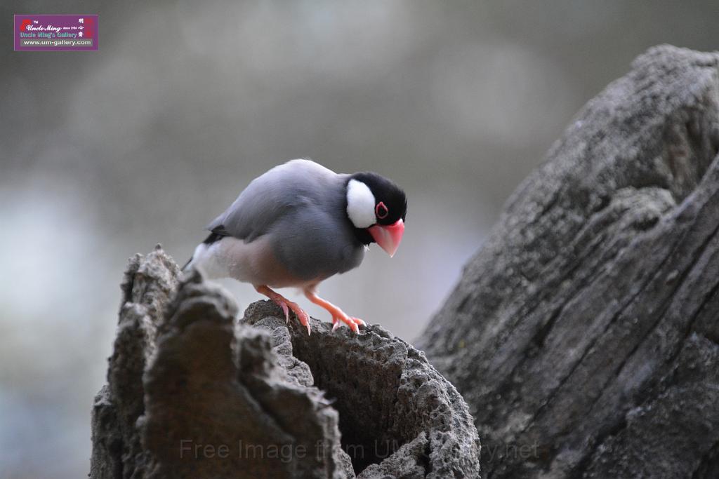 20190303bird-hk-parkDSC_3264.JPG