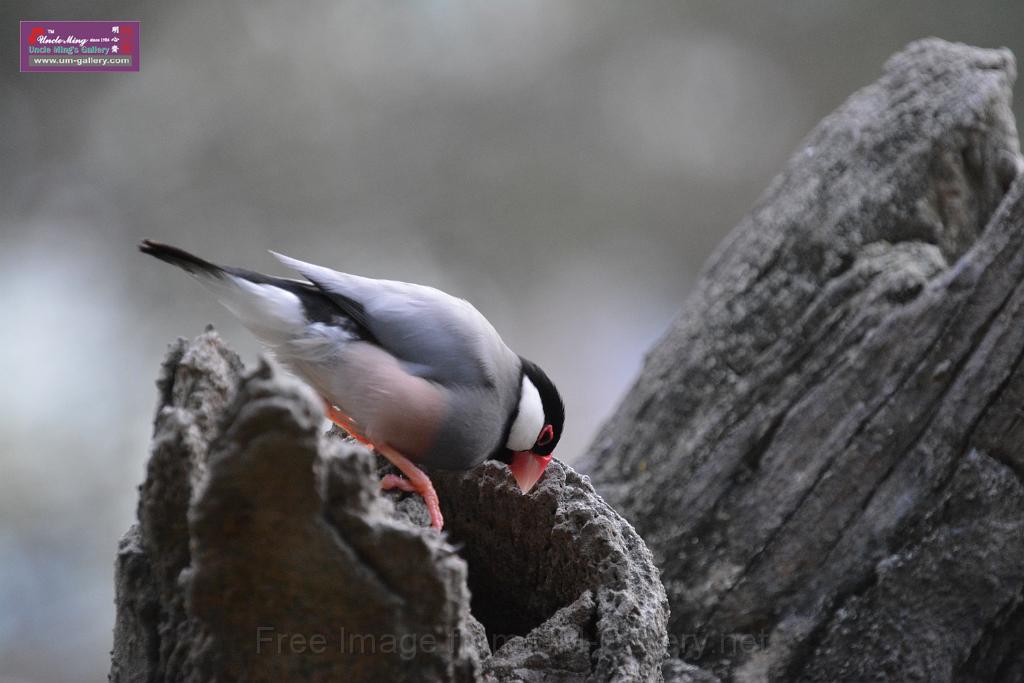 20190303bird-hk-parkDSC_3265.JPG