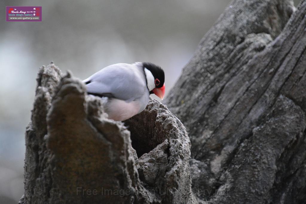 20190303bird-hk-parkDSC_3266.JPG