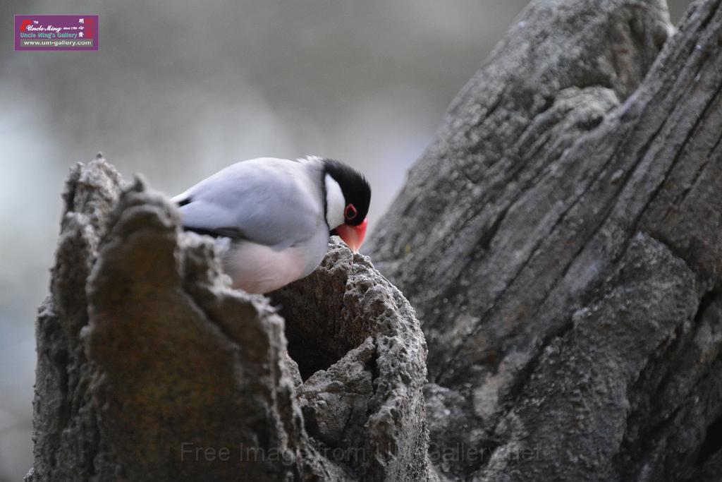 20190303bird-hk-parkDSC_3267.JPG