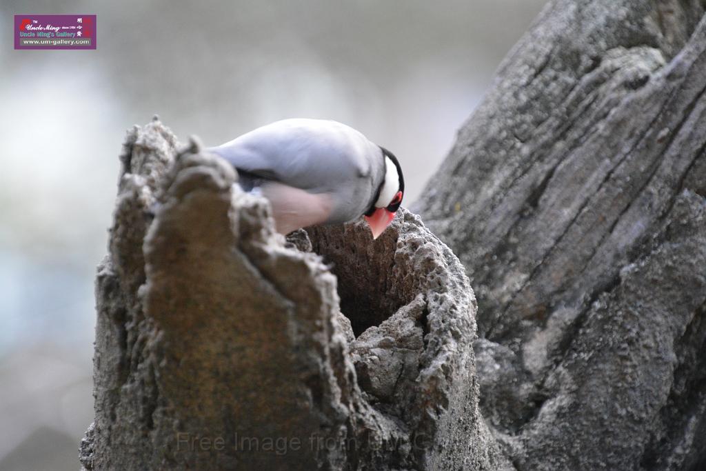 20190303bird-hk-parkDSC_3269.JPG