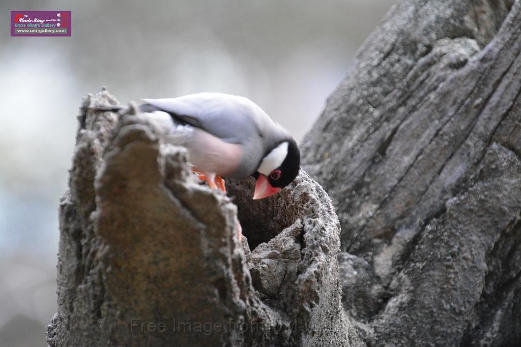 20190303bird-hk-parkDSC_3270.JPG