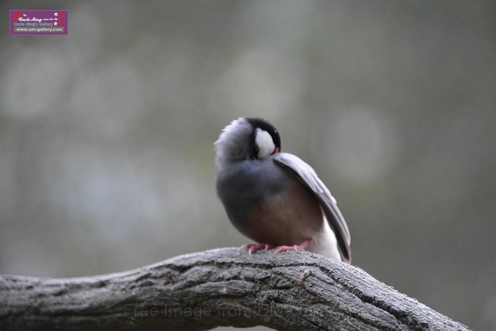 20190303bird-hk-parkDSC_3271.JPG