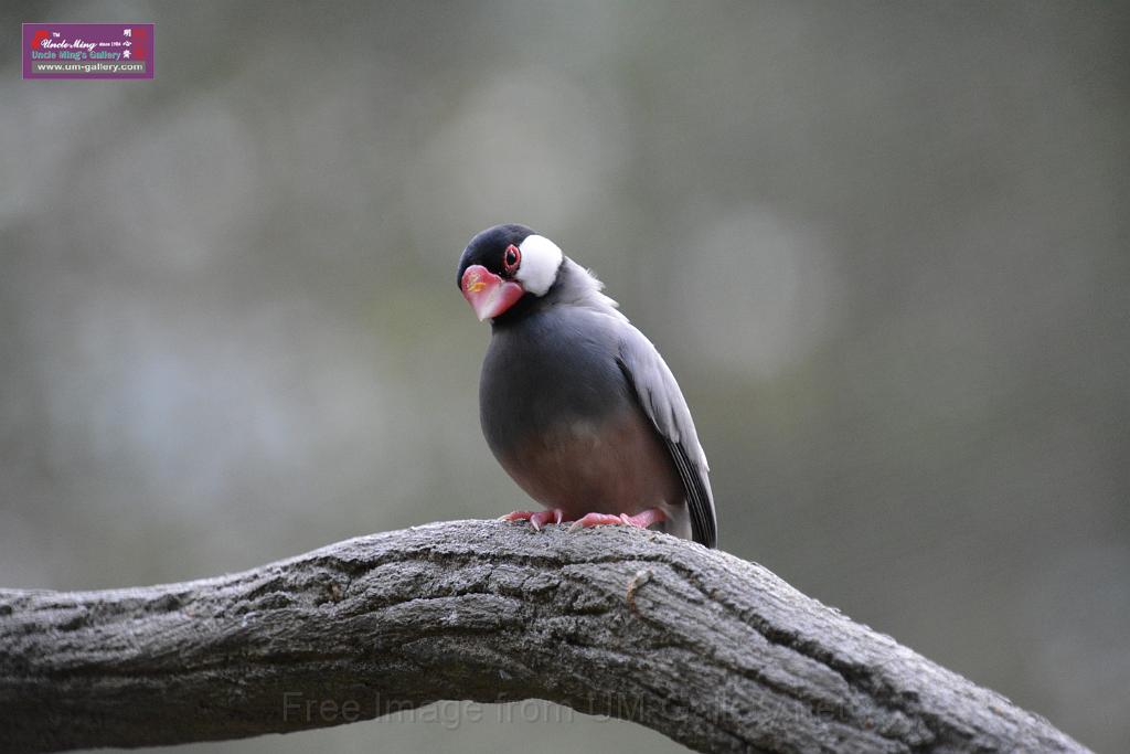 20190303bird-hk-parkDSC_3280.JPG