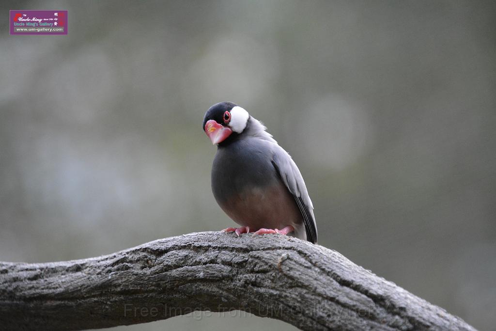 20190303bird-hk-parkDSC_3281.JPG