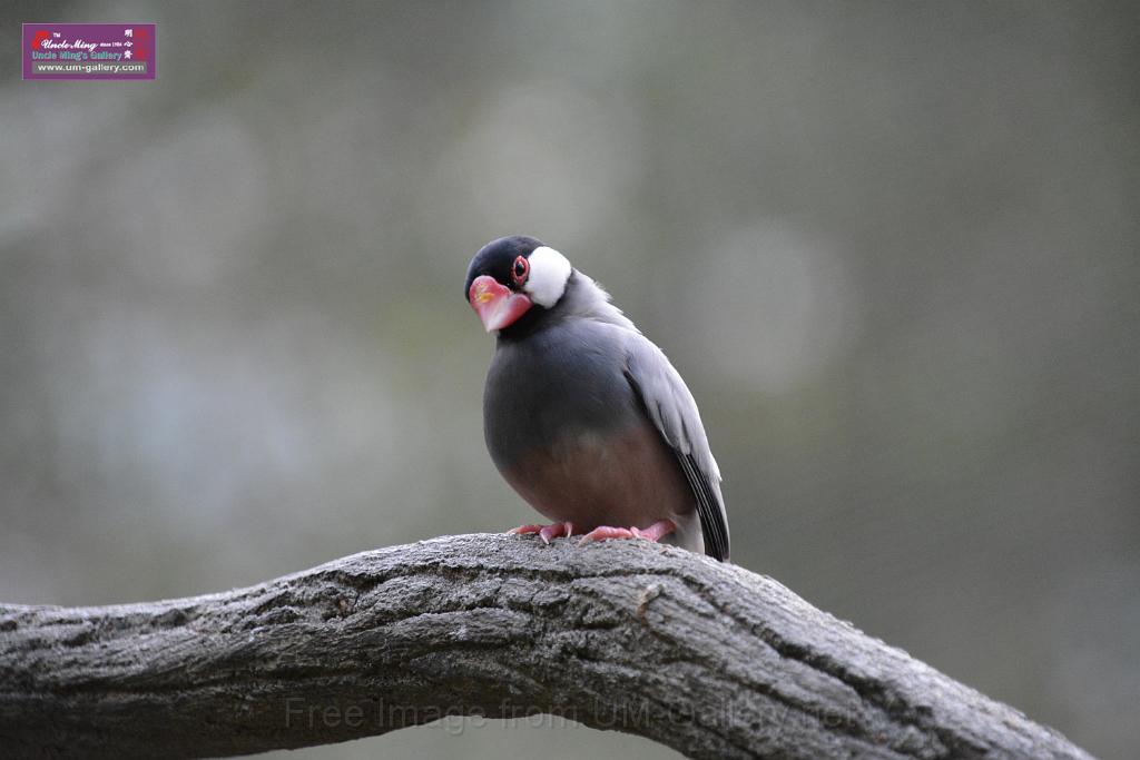 20190303bird-hk-parkDSC_3282.JPG