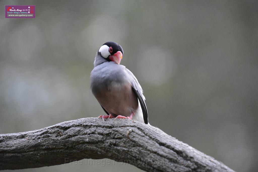 20190303bird-hk-parkDSC_3286.JPG