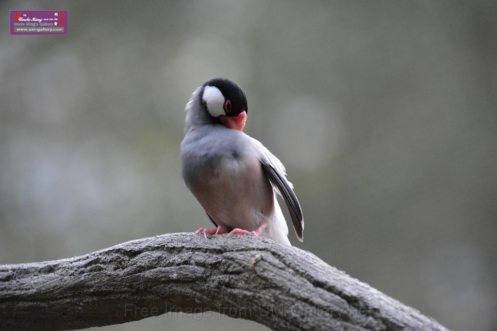 20190303bird-hk-parkDSC_3287.JPG