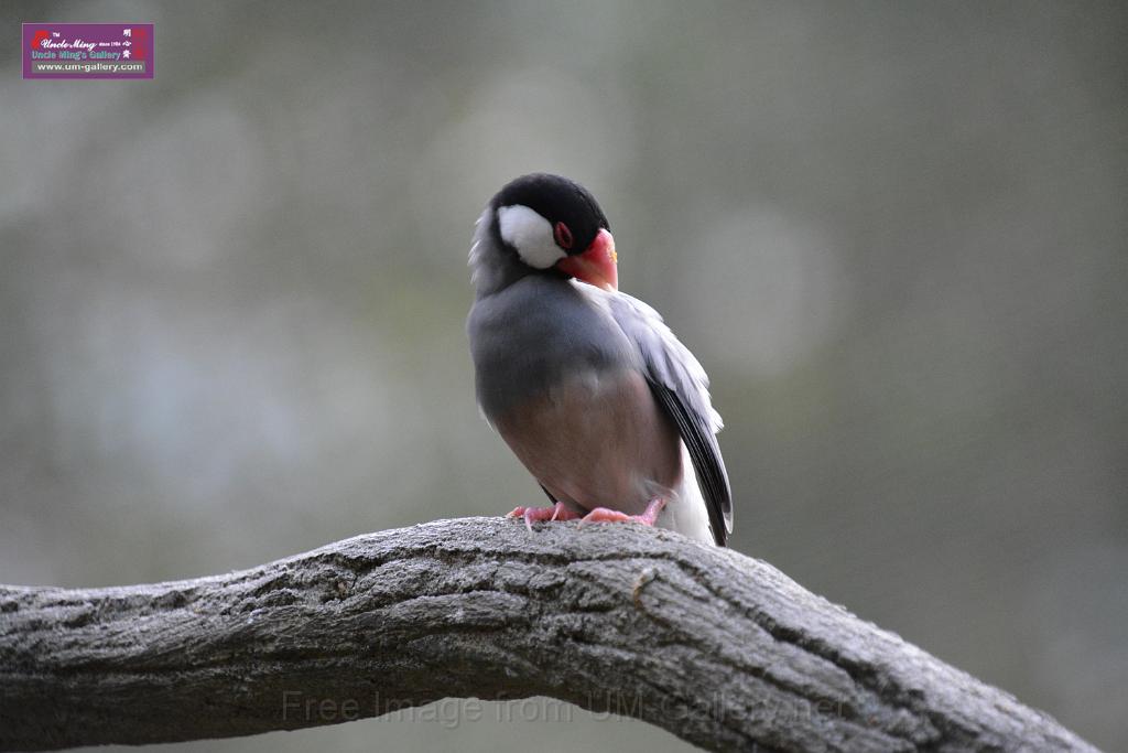 20190303bird-hk-parkDSC_3288.JPG